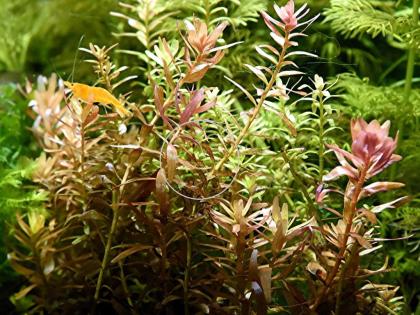 Indische Rotala, Bündel, Aquariumpflanzen (Versand/ Abholung)