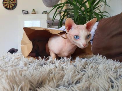 Deckkater Canadian Sphynx Odd Eyed