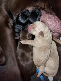Labrador Welpen