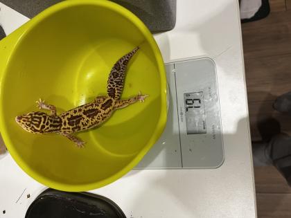 3 neugierige Leopardgeckodamen