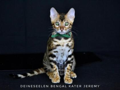 Bengal kitten Jeremy Top-Qualität sofort abholen