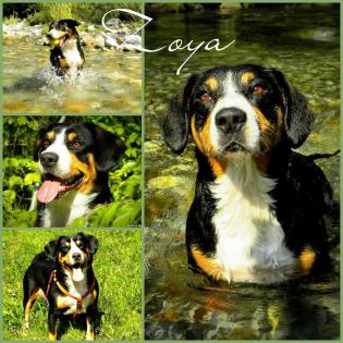 Entlebucher sennenhund welpen-FCI pedigree (PRA-A x PRA-A)