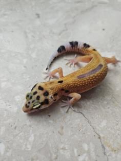 Tolle Leopardgecko Jungtiere aus 2024