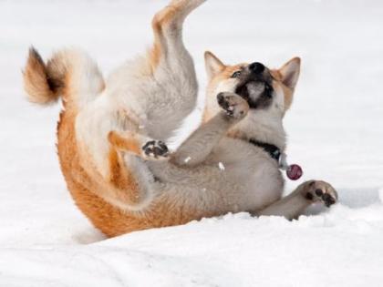 21 Jahre Shiba Inu Zucht in Sachsen