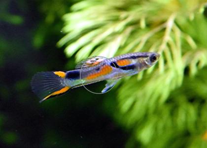 Wildendler, Guppy, reinerbig (Versand/ Abholung)