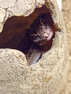 3 Leopardgeckos inkl Terrarium