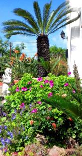 Ferienwohnung von Privat zu vermieten Insel Ischia