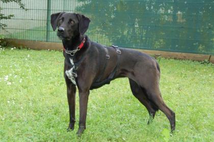 MISTY - Mix - 5 Jahre - Tierhilfe-Franken e.V.