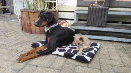 Junge Dobermann Hündin sucht neuen Wirkungskreis
