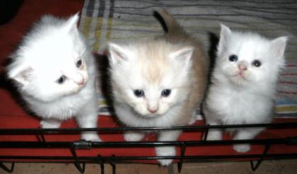 Unsere Maine Coon Kitten haben die Köfferchen gepackt