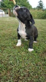 American Pit Bull Terrier Welpen