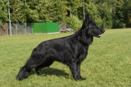 Altdeutsche Schäferhund Welpen