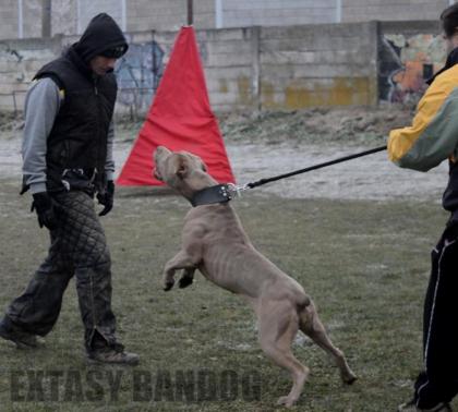 American Bandogge Mastiff