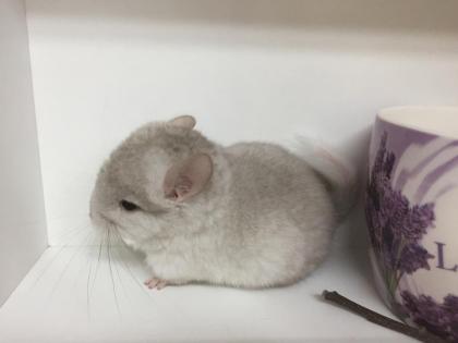 Chinchilla suchen Lieblingsmensch