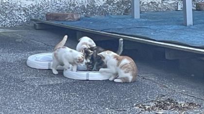 5 süße Katzenbabys abzugeben