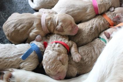 Goldendoodle MINI F1