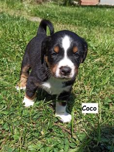 Appenzeller Sennenhund Welpen
