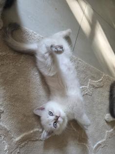 BKH Kitten Abgabebereit
