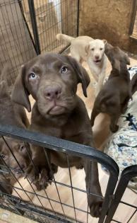 Reinrassige Labrador 