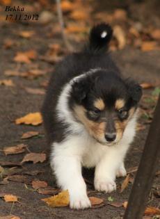 Wir haben Colliewelpen in darksabel & tricolour ( Papiere VDH / CfbrH )