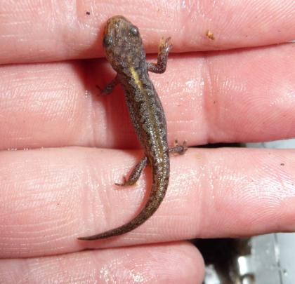 Bergmolch Ichthyosaura (Triturus) alpestris Nachzuchten und adulte Tiere