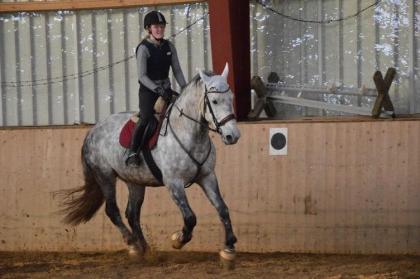 Reiter sucht Pferd