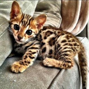 Reinrassige Bengal Kitten mit Stammbaum Abgabe sofort