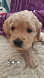 Goldendoodle medium