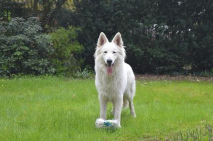 Weisser Schweizer Schäferhund ~~~Deckrüde~~~