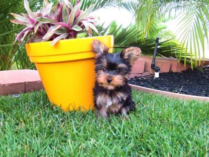 Süße Yorkshire Terrier / Yorkie-Welpen zu verkaufen