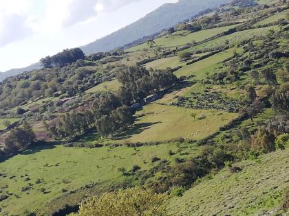 Italien, Sardinien, Weinberg, Land, 3 Ha, Existenz, Baugenehmigung