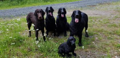 Flatcoated Retriever- Welpen, schwarz und braun, mit Papieren