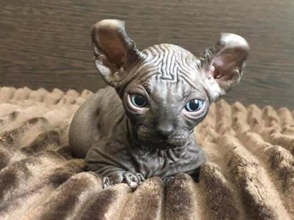 Elf Sphynx Kätzchen