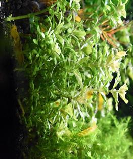 Kleiner Wasserstern, Bündel, Aquariumpflanzen (Versand/ Abholung)