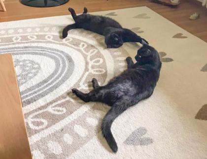 POLLY und EMI - europäische Kurzhaarkatze - 10 Jahre - Tierhilfe-Franken e.V.