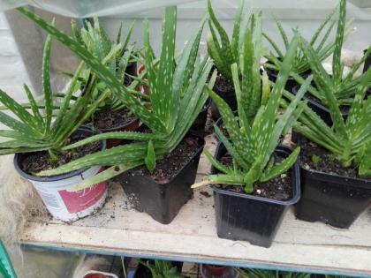 Aloe vera Pflanzen