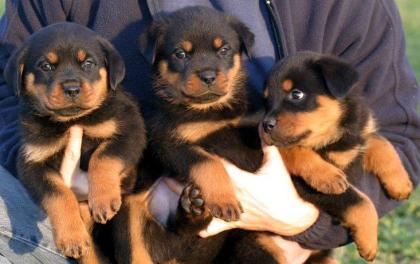 Kräftige, gesunde und reinrassige Rottweilerwelpen Rottweiler Welpen