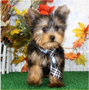 Süsse Yorkshire Terrier Welpen zu verkaufen