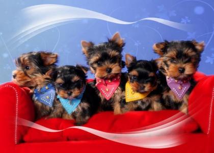 Reinrassige Yorkshire Terrier Welpen