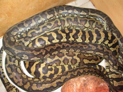 4 Teppichpythons (Weibchen)