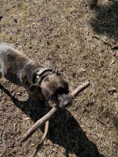 Pit-Staff-Mix sucht dringend neues Zuhause oder Pflegestelle!!