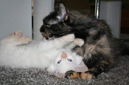 Wunderschöne Waldkatzenkitten