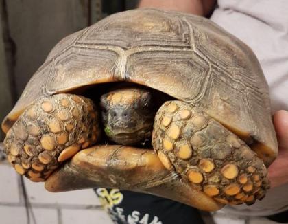 Waldschildkröte Chelonoidis denticulata