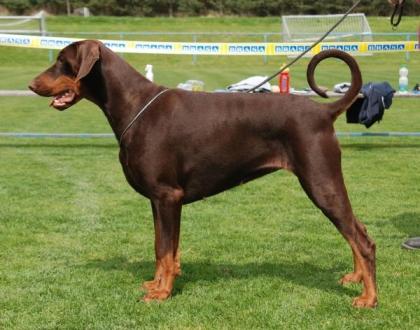 Dobermann, schwarze und braune Welpen mit Ahnentafel (FCI)