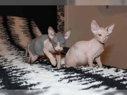 Wunderschönes, kerngesundes SphynxKitten