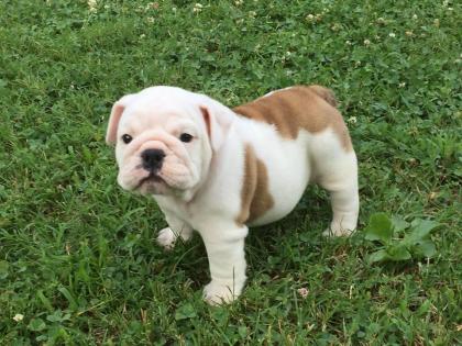 Englische Bulldoggenwelpen