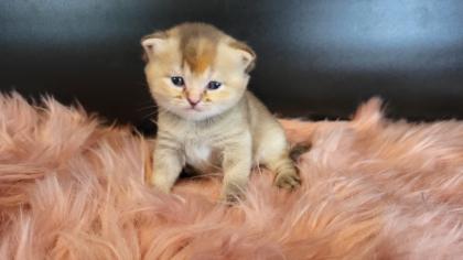 Bkh Kitten in seltener Farben.Stammbaum