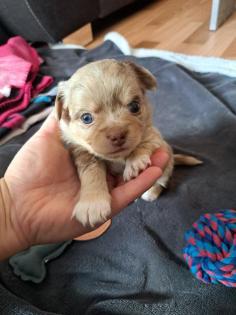 Chihuahua Welpen