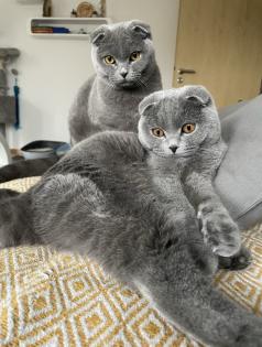 Junge Scottish Fold Katzen (mit Stammbaum)  suchen neues Zuhause