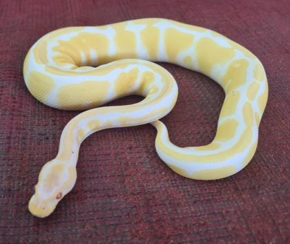 Königspython Albino 0.1